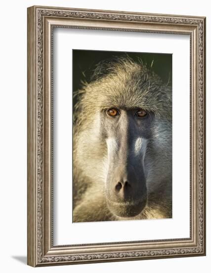Botswana, Chobe NP, Portrait of Chacma Baboon Sitting in Morning Sun-Paul Souders-Framed Photographic Print