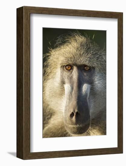 Botswana, Chobe NP, Portrait of Chacma Baboon Sitting in Morning Sun-Paul Souders-Framed Photographic Print