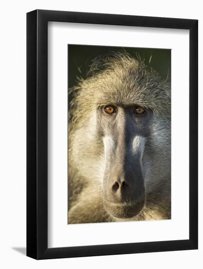 Botswana, Chobe NP, Portrait of Chacma Baboon Sitting in Morning Sun-Paul Souders-Framed Photographic Print