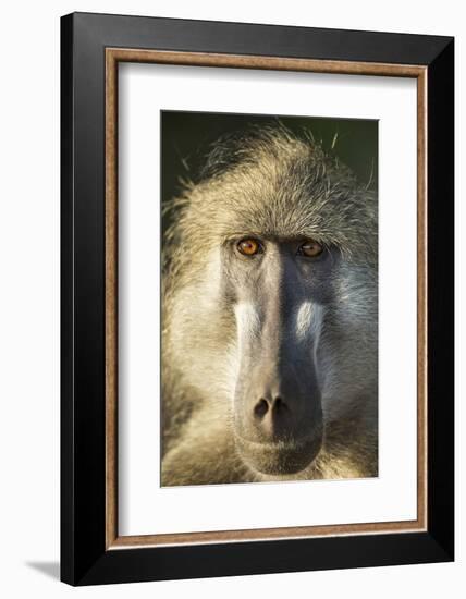 Botswana, Chobe NP, Portrait of Chacma Baboon Sitting in Morning Sun-Paul Souders-Framed Photographic Print