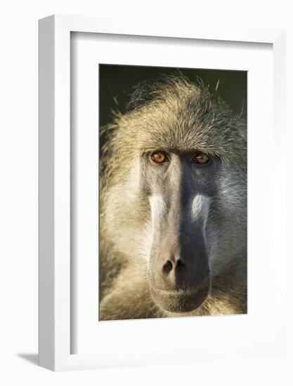 Botswana, Chobe NP, Portrait of Chacma Baboon Sitting in Morning Sun-Paul Souders-Framed Photographic Print