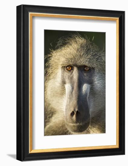 Botswana, Chobe NP, Portrait of Chacma Baboon Sitting in Morning Sun-Paul Souders-Framed Photographic Print