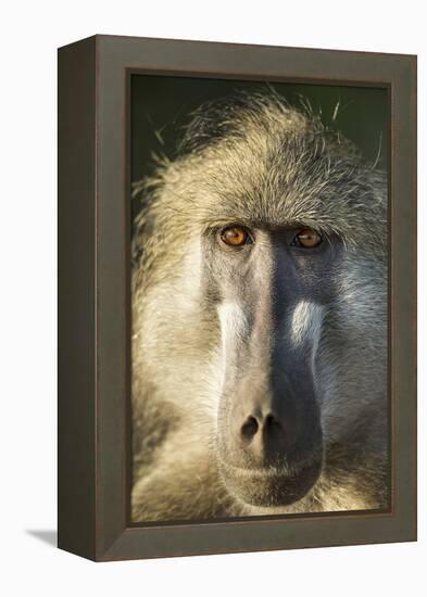 Botswana, Chobe NP, Portrait of Chacma Baboon Sitting in Morning Sun-Paul Souders-Framed Premier Image Canvas