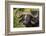 Botswana, Chobe NP, Red Billed Oxpecker on Nose of Cape Buffalo-Paul Souders-Framed Photographic Print