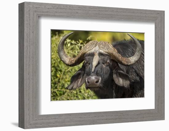 Botswana, Chobe NP, Red Billed Oxpecker on Nose of Cape Buffalo-Paul Souders-Framed Photographic Print