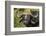 Botswana, Chobe NP, Red Billed Oxpecker on Nose of Cape Buffalo-Paul Souders-Framed Photographic Print