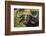 Botswana, Chobe NP, Red Billed Oxpecker on Nose of Cape Buffalo-Paul Souders-Framed Photographic Print