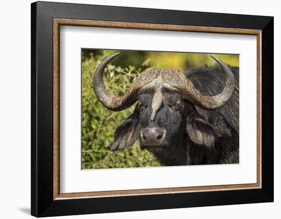 Botswana, Chobe NP, Red Billed Oxpecker on Nose of Cape Buffalo-Paul Souders-Framed Photographic Print