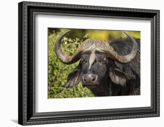 Botswana, Chobe NP, Red Billed Oxpecker on Nose of Cape Buffalo-Paul Souders-Framed Photographic Print