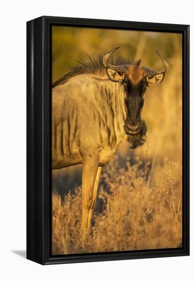 Botswana, Chobe NP, Wildebeest Standing in Savuti Marsh at Dawn-Paul Souders-Framed Premier Image Canvas