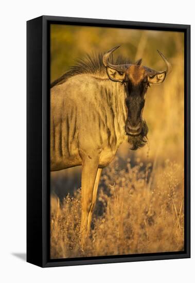 Botswana, Chobe NP, Wildebeest Standing in Savuti Marsh at Dawn-Paul Souders-Framed Premier Image Canvas