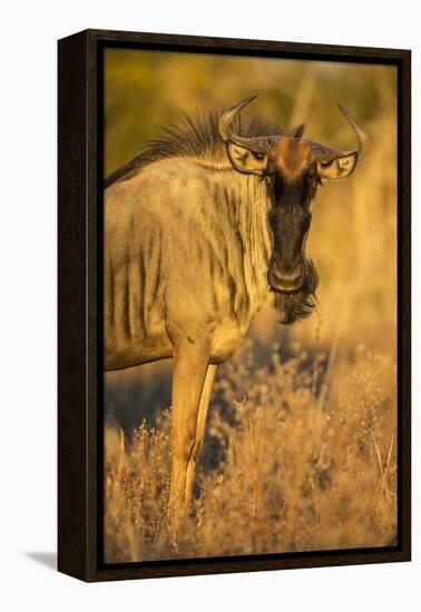 Botswana, Chobe NP, Wildebeest Standing in Savuti Marsh at Dawn-Paul Souders-Framed Premier Image Canvas