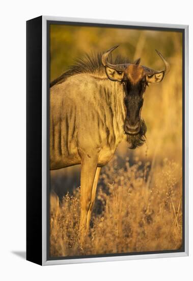 Botswana, Chobe NP, Wildebeest Standing in Savuti Marsh at Dawn-Paul Souders-Framed Premier Image Canvas