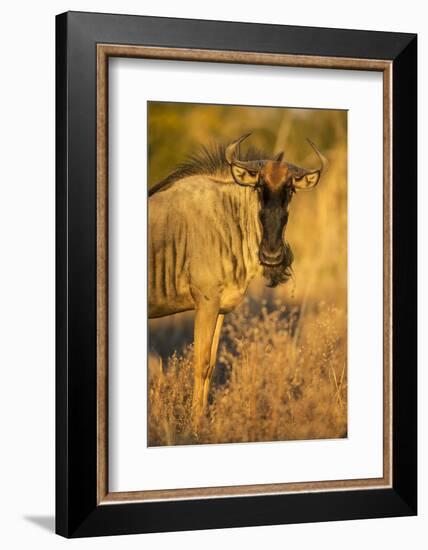 Botswana, Chobe NP, Wildebeest Standing in Savuti Marsh at Dawn-Paul Souders-Framed Photographic Print