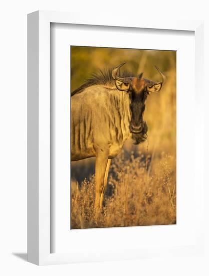 Botswana, Chobe NP, Wildebeest Standing in Savuti Marsh at Dawn-Paul Souders-Framed Photographic Print