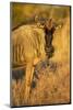 Botswana, Chobe NP, Wildebeest Standing in Savuti Marsh at Dawn-Paul Souders-Mounted Photographic Print