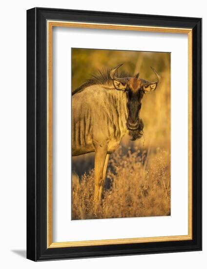 Botswana, Chobe NP, Wildebeest Standing in Savuti Marsh at Dawn-Paul Souders-Framed Photographic Print