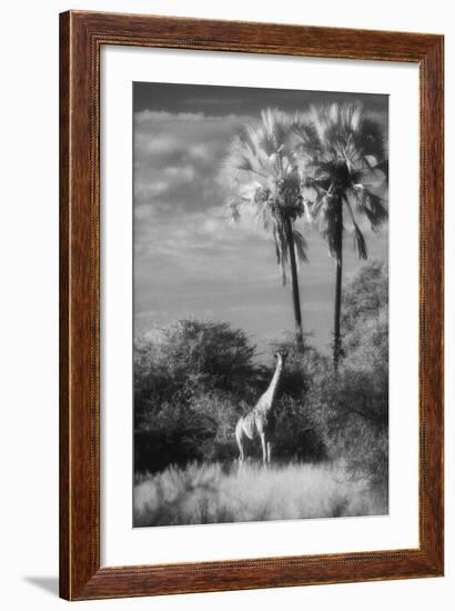 Botswana, Giraffe, Giraffa Camelopardalis-Stuart Westmorland-Framed Photographic Print