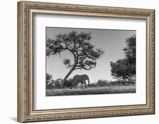 Botswana, Moremi Game Reserve, African Elephant at Moonrise-Paul Souders-Framed Photographic Print