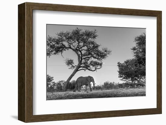 Botswana, Moremi Game Reserve, African Elephant at Moonrise-Paul Souders-Framed Photographic Print