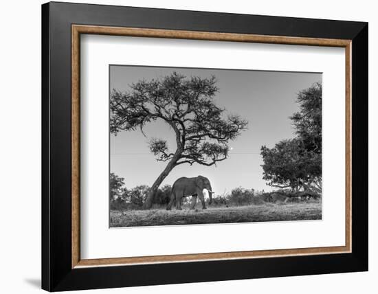 Botswana, Moremi Game Reserve, African Elephant at Moonrise-Paul Souders-Framed Photographic Print