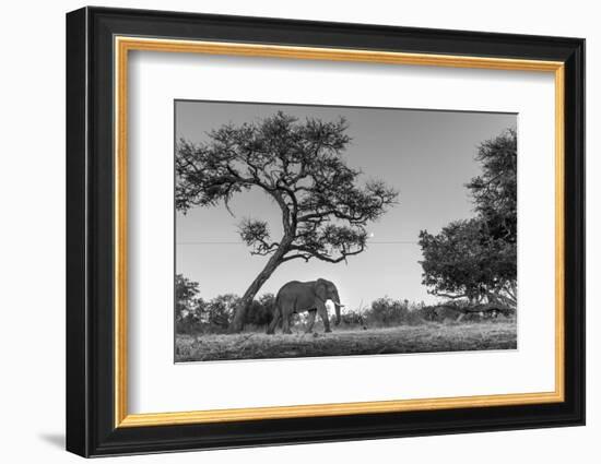 Botswana, Moremi Game Reserve, African Elephant at Moonrise-Paul Souders-Framed Photographic Print