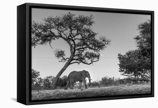 Botswana, Moremi Game Reserve, African Elephant at Moonrise-Paul Souders-Framed Premier Image Canvas