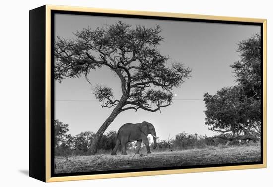 Botswana, Moremi Game Reserve, African Elephant at Moonrise-Paul Souders-Framed Premier Image Canvas