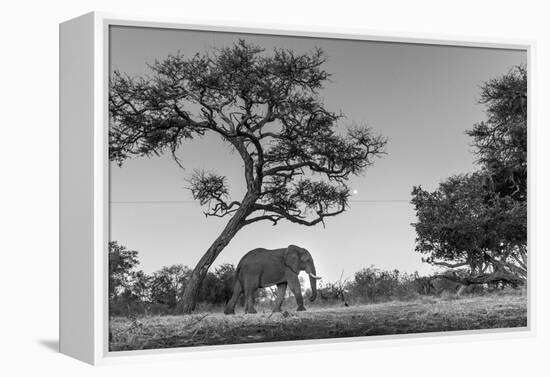 Botswana, Moremi Game Reserve, African Elephant at Moonrise-Paul Souders-Framed Premier Image Canvas