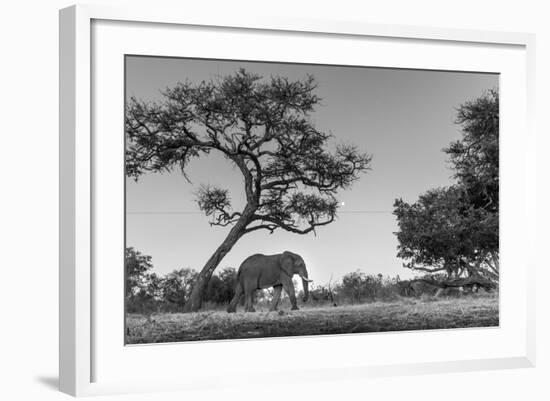 Botswana, Moremi Game Reserve, African Elephant at Moonrise-Paul Souders-Framed Photographic Print