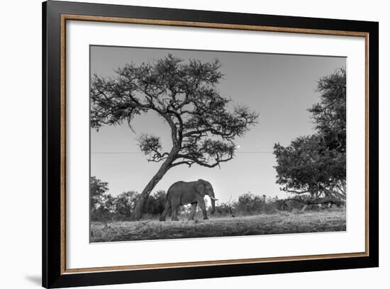 Botswana, Moremi Game Reserve, African Elephant at Moonrise-Paul Souders-Framed Photographic Print