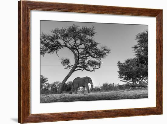 Botswana, Moremi Game Reserve, African Elephant at Moonrise-Paul Souders-Framed Photographic Print