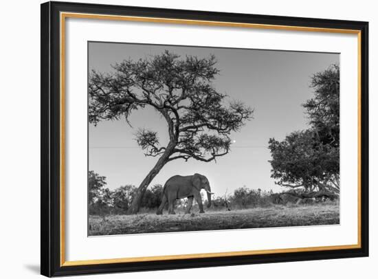 Botswana, Moremi Game Reserve, African Elephant at Moonrise-Paul Souders-Framed Photographic Print