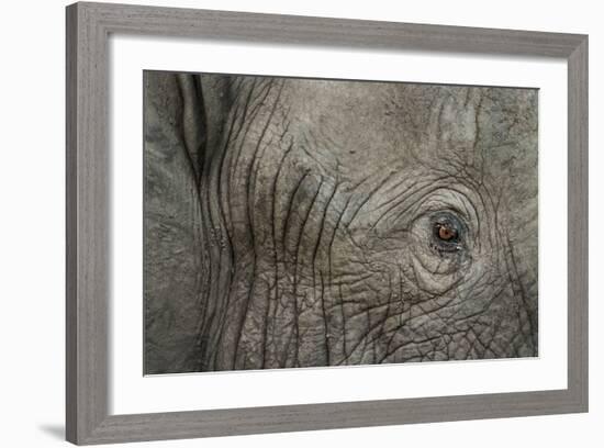 Botswana, Moremi Game Reserve, African Elephant in Okavango Delta-Paul Souders-Framed Photographic Print