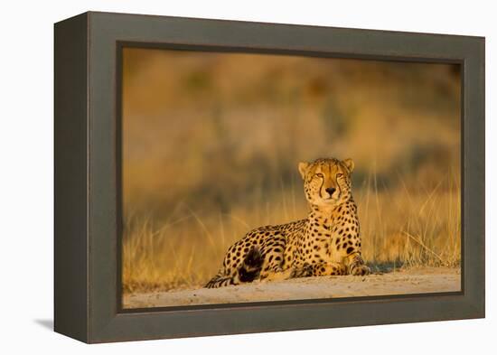 Botswana, Moremi Game Reserve, Cheetah Resting on Low Rise at Dawn-Paul Souders-Framed Premier Image Canvas