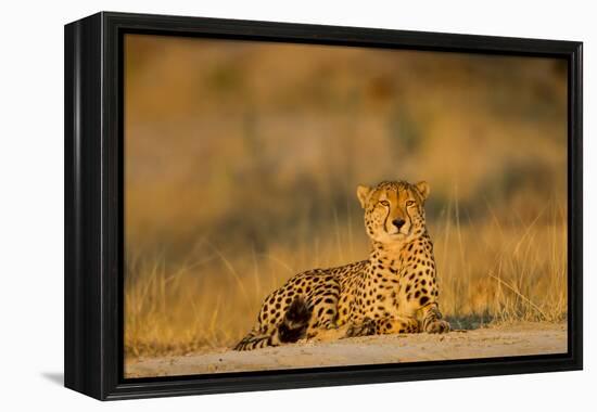 Botswana, Moremi Game Reserve, Cheetah Resting on Low Rise at Dawn-Paul Souders-Framed Premier Image Canvas
