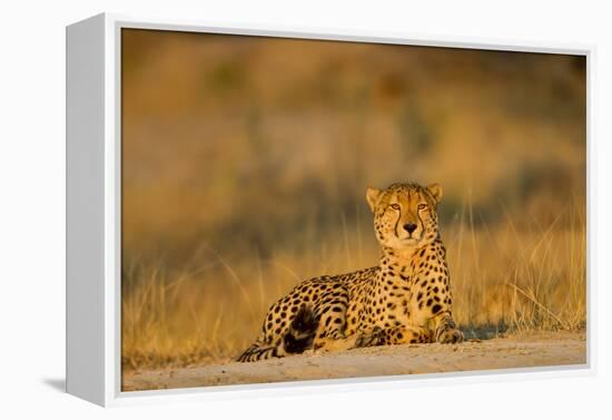 Botswana, Moremi Game Reserve, Cheetah Resting on Low Rise at Dawn-Paul Souders-Framed Premier Image Canvas