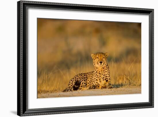 Botswana, Moremi Game Reserve, Cheetah Resting on Low Rise at Dawn-Paul Souders-Framed Photographic Print