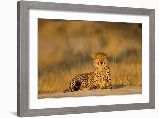 Botswana, Moremi Game Reserve, Cheetah Resting on Low Rise at Dawn-Paul Souders-Framed Photographic Print