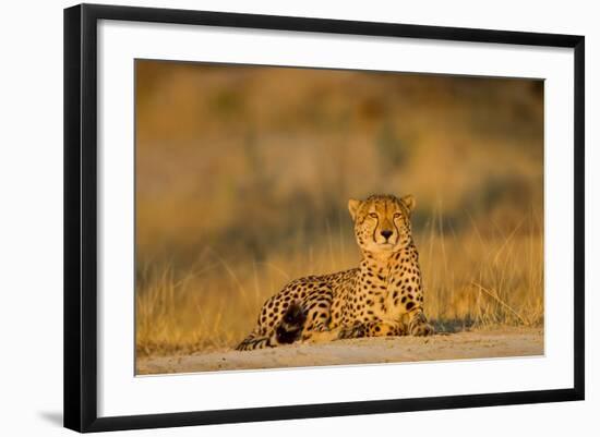 Botswana, Moremi Game Reserve, Cheetah Resting on Low Rise at Dawn-Paul Souders-Framed Photographic Print