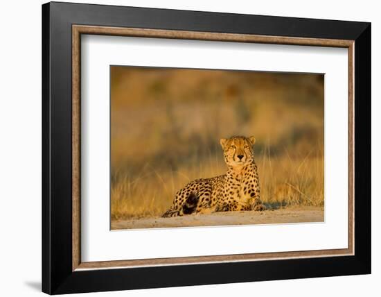 Botswana, Moremi Game Reserve, Cheetah Resting on Low Rise at Dawn-Paul Souders-Framed Photographic Print