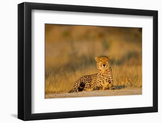 Botswana, Moremi Game Reserve, Cheetah Resting on Low Rise at Dawn-Paul Souders-Framed Photographic Print