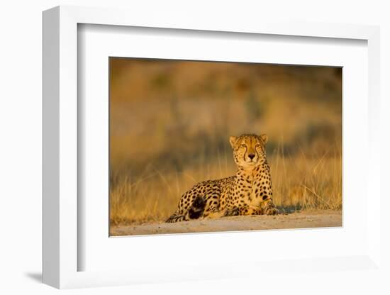 Botswana, Moremi Game Reserve, Cheetah Resting on Low Rise at Dawn-Paul Souders-Framed Photographic Print