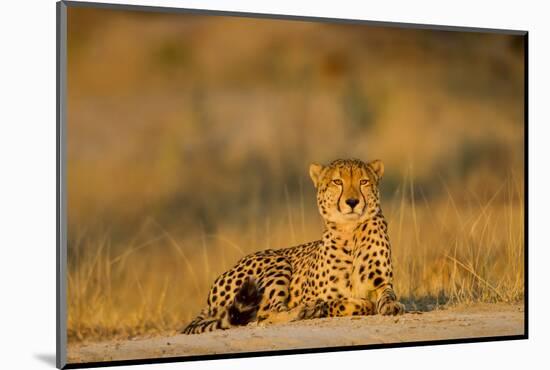 Botswana, Moremi Game Reserve, Cheetah Resting on Low Rise at Dawn-Paul Souders-Mounted Photographic Print