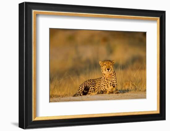 Botswana, Moremi Game Reserve, Cheetah Resting on Low Rise at Dawn-Paul Souders-Framed Photographic Print