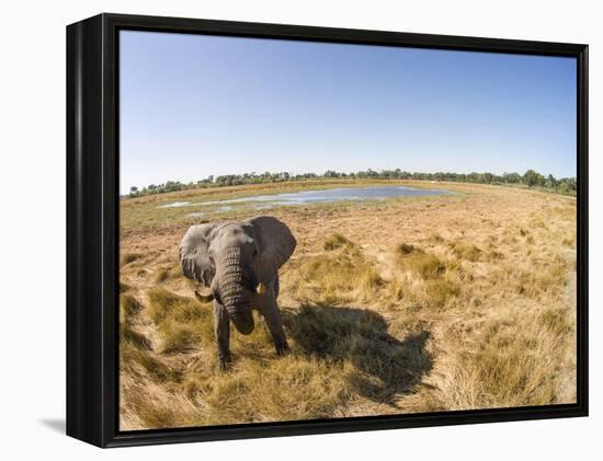 Botswana, Moremi Game Reserve, Elephant in Wetlands of Okavango Delta-Paul Souders-Framed Premier Image Canvas