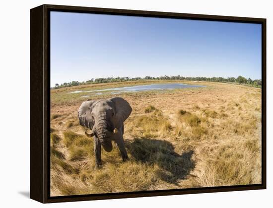 Botswana, Moremi Game Reserve, Elephant in Wetlands of Okavango Delta-Paul Souders-Framed Premier Image Canvas