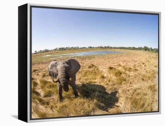 Botswana, Moremi Game Reserve, Elephant in Wetlands of Okavango Delta-Paul Souders-Framed Premier Image Canvas