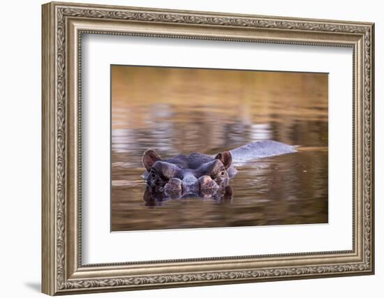 Botswana, Moremi Game Reserve, Hippopotamus Swimming in Khwai River-Paul Souders-Framed Photographic Print