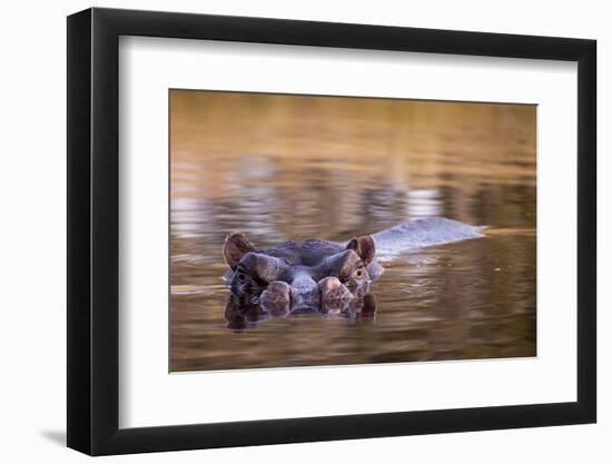 Botswana, Moremi Game Reserve, Hippopotamus Swimming in Khwai River-Paul Souders-Framed Photographic Print